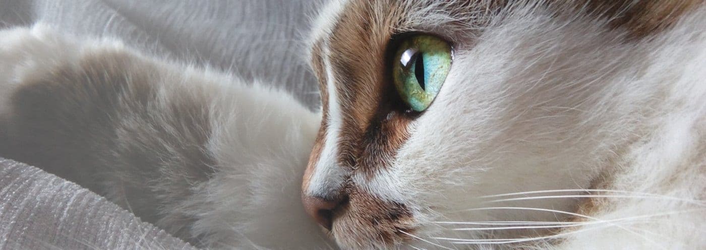 White cat resting, stress-free care