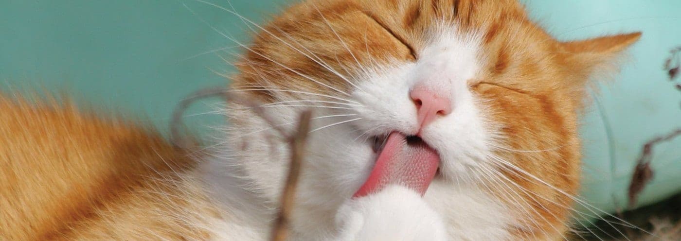 Orange cat grooming itself
