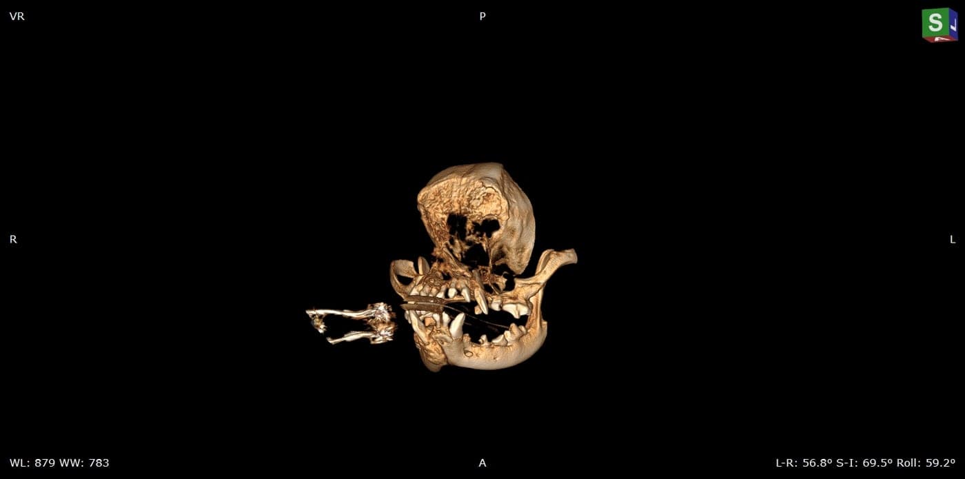 3D reconstruction of a canine skull in bone window