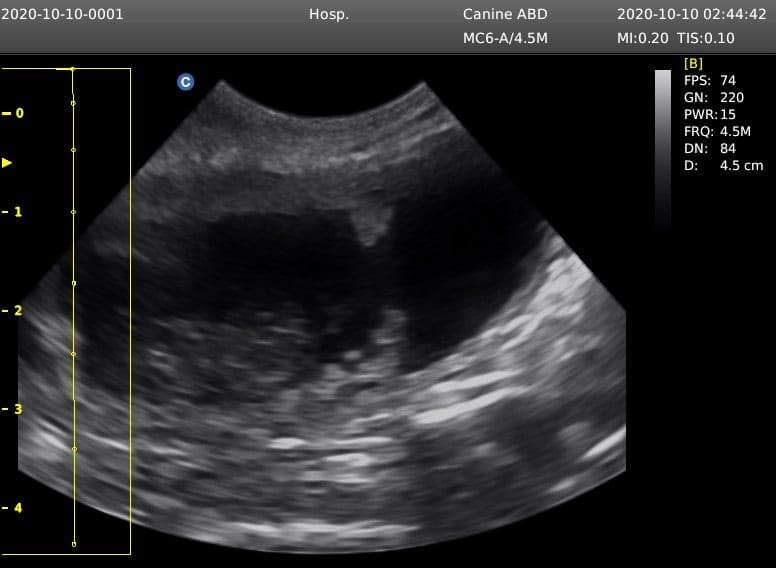 Canine abdominal ultrasound